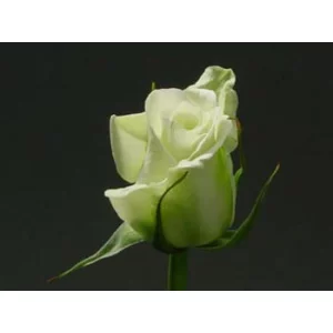 Роза "Бьянка"(Bianca)